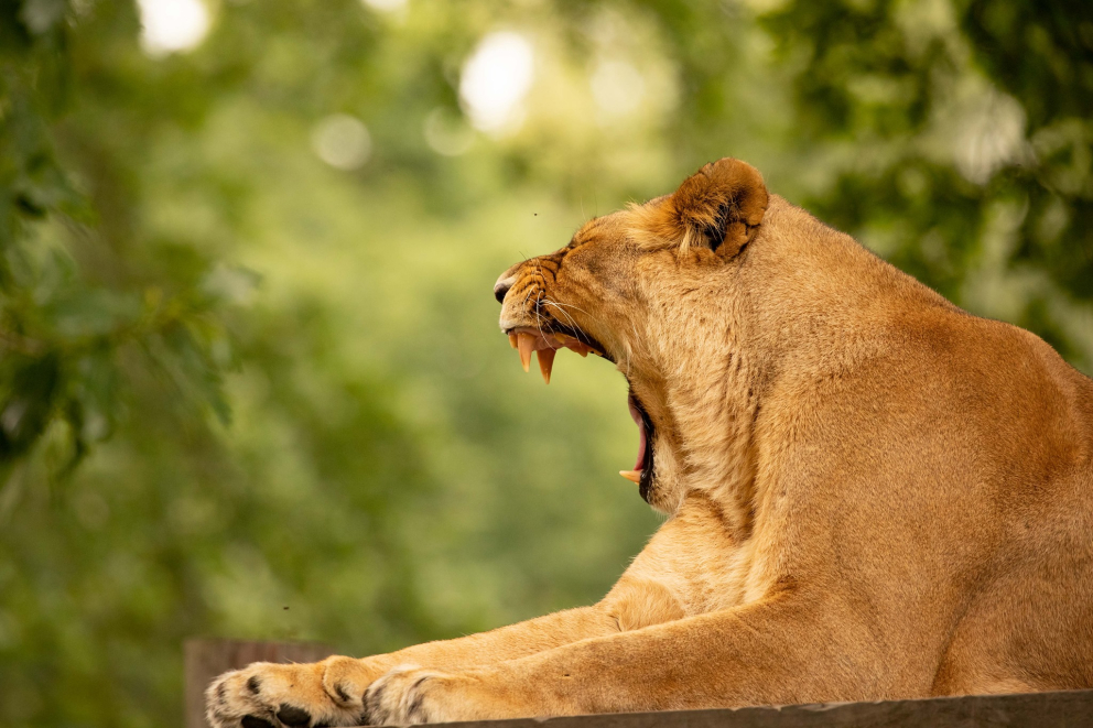 Knowsley Safari