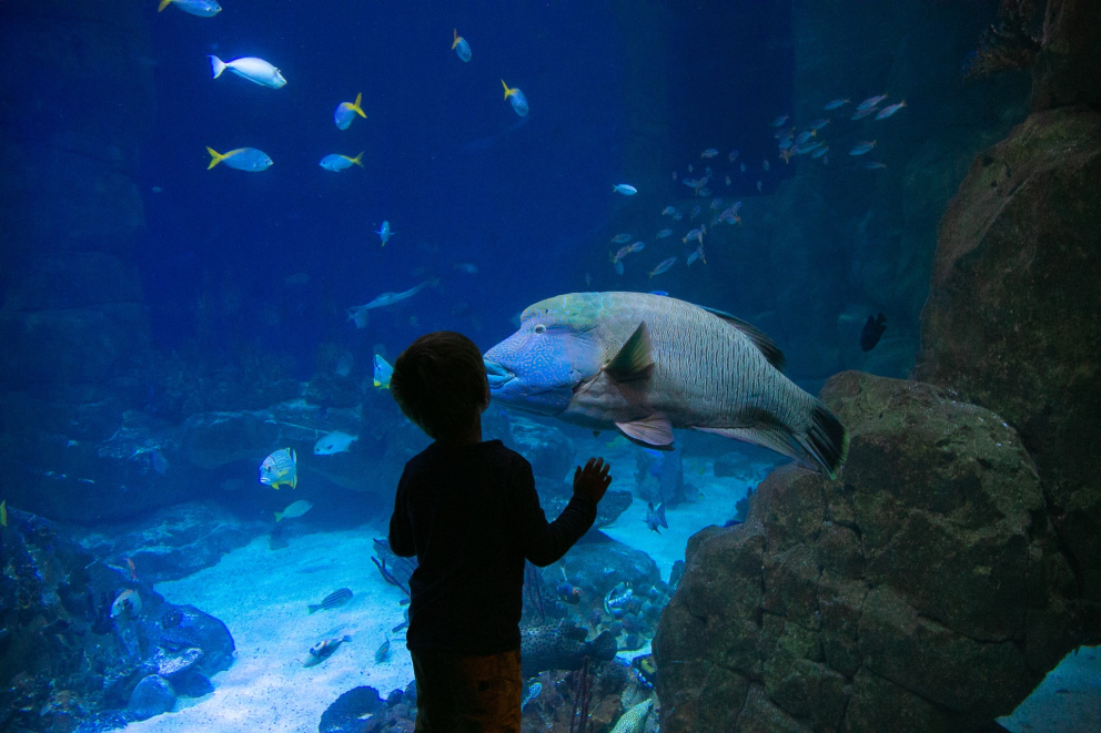 National Marine Aquarium